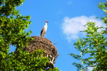 Storchennest in Böhringen